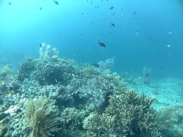 Putra'Lebah Amed Guest House المظهر الخارجي الصورة